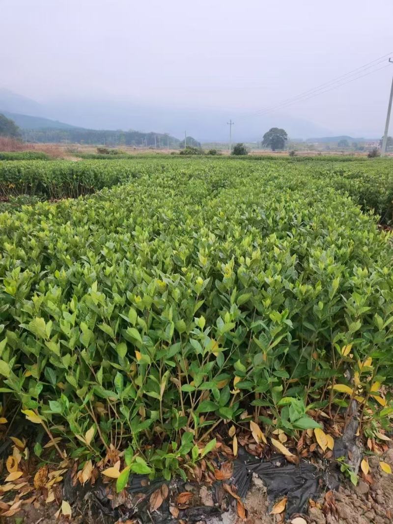 黄栀子苗