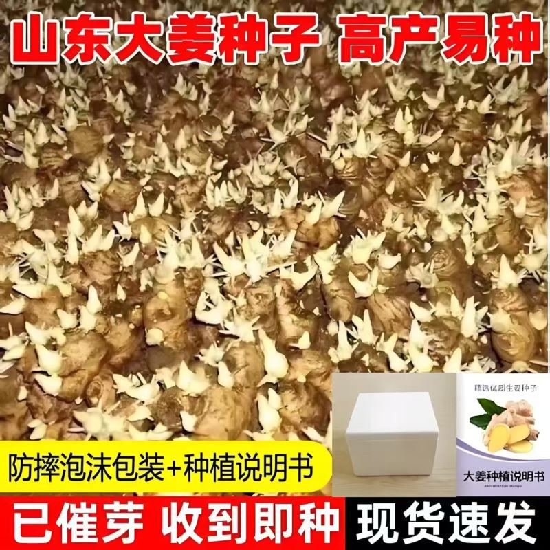 山东大姜种子大量供应，现货速发，可提供技术指导。