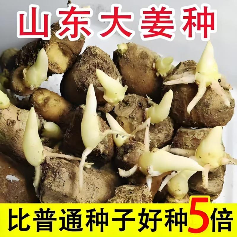 山东大姜种子大量供应，现货速发，可提供技术指导。