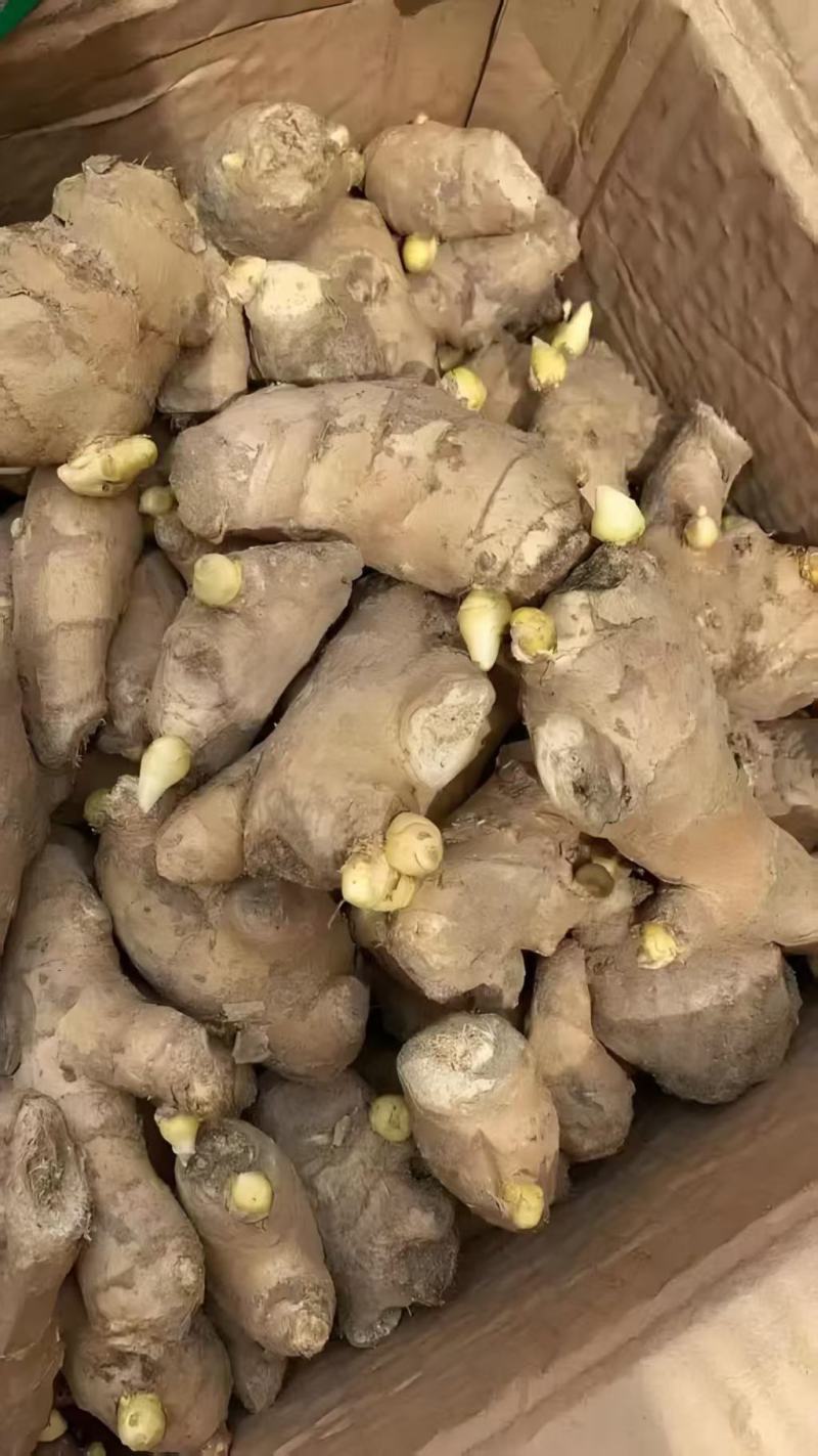 山东大姜种子大量供应，现货速发，可提供技术指导。