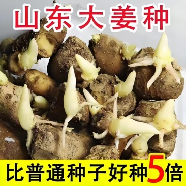 山东大姜种大量供应，货源充足，量大从优，成活率高。