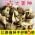 山东大姜种大量供应，货源充足，量大从优，成活率高。