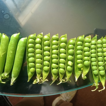 湖北露天豌豆大量上市，有需要的老板可以联系！
