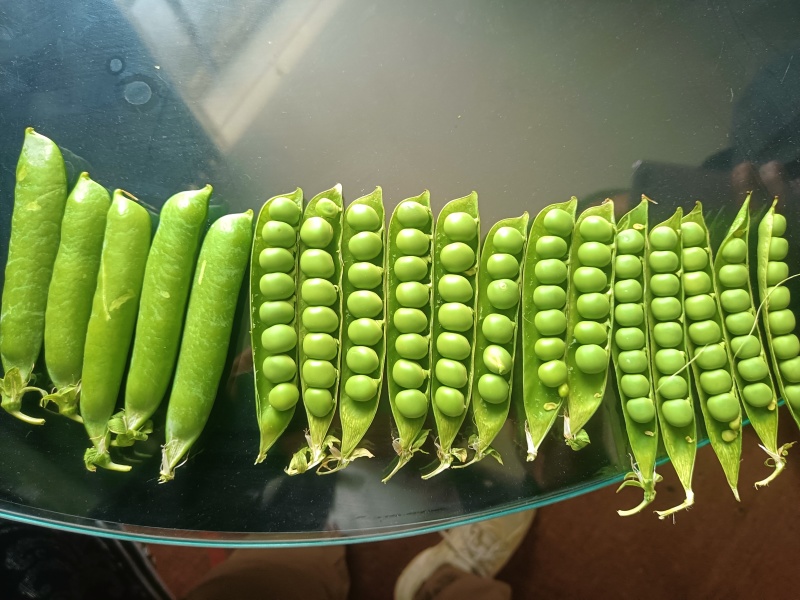 湖北露天豌豆大量上市，有需要的老板可以联系！