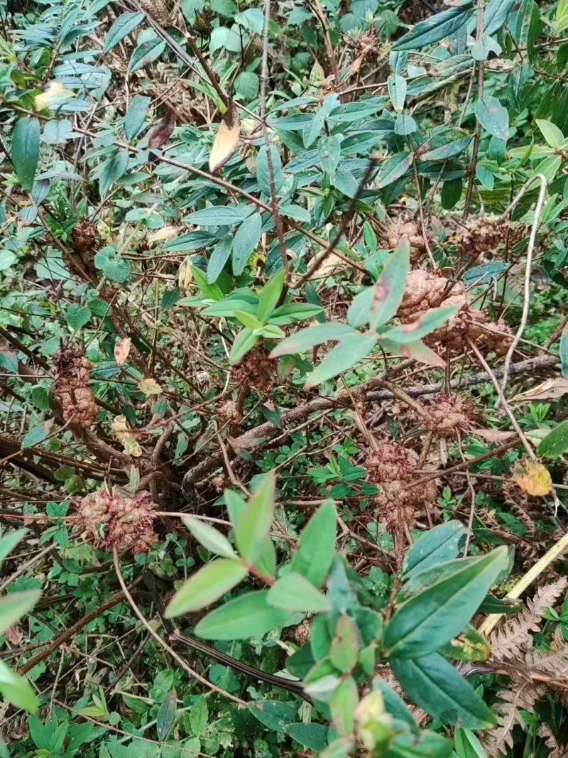 消瘤果！！！！！！！！！！！！云南产地直销
