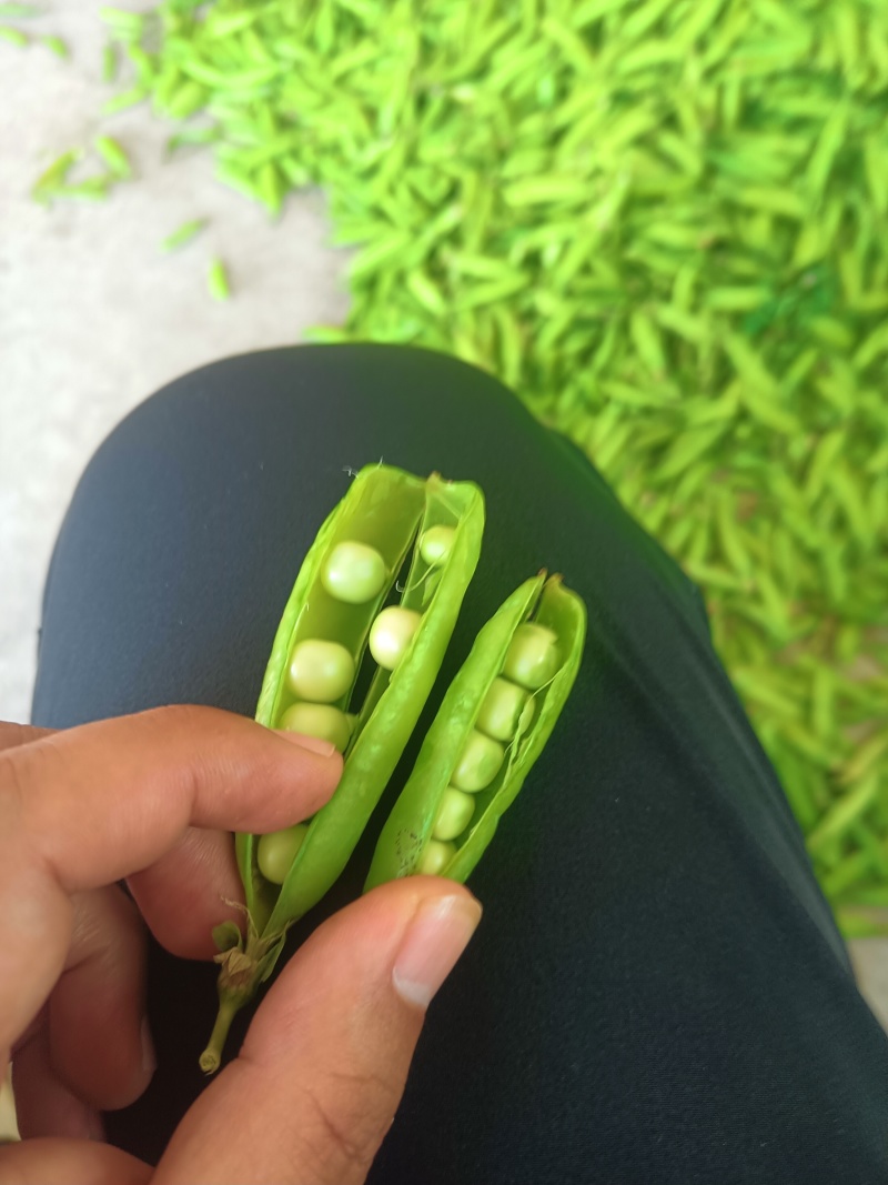 湖北露天豌豆大量上市，有需要的老板可以联系！