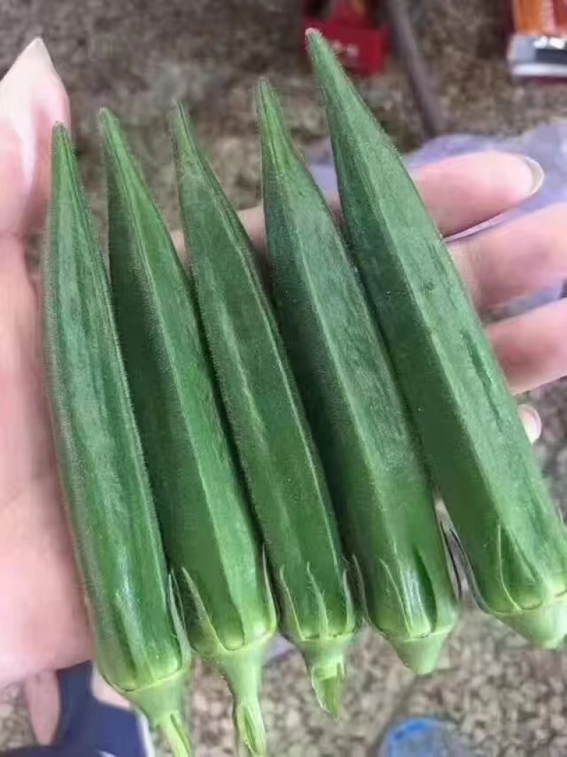 晶葵9号水果秋葵种子日本进口品种7000粒高产黄秋葵种子
