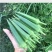 晶葵9号水果秋葵种子日本进口品种7000粒高产黄秋葵种子