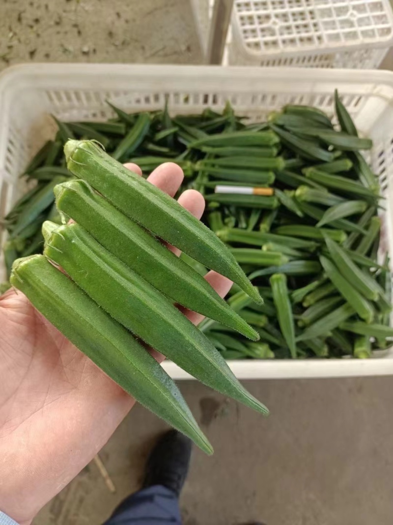 晶葵9号水果秋葵种子日本进口品种7000粒高产黄秋葵种子