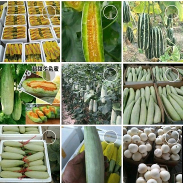 优质博洋六一甜瓜大量上市，品种齐全，货源充足