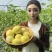 【星甜甜瓜】星甜20甜瓜新鲜上市口感香甜货源充足