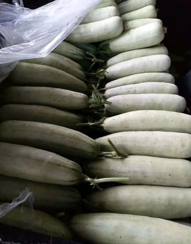 优质博洋六一甜瓜大量上市，品种齐全，货源充足