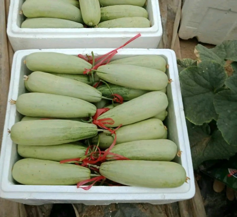 优质博洋六一甜瓜大量上市，品种齐全，货源充足