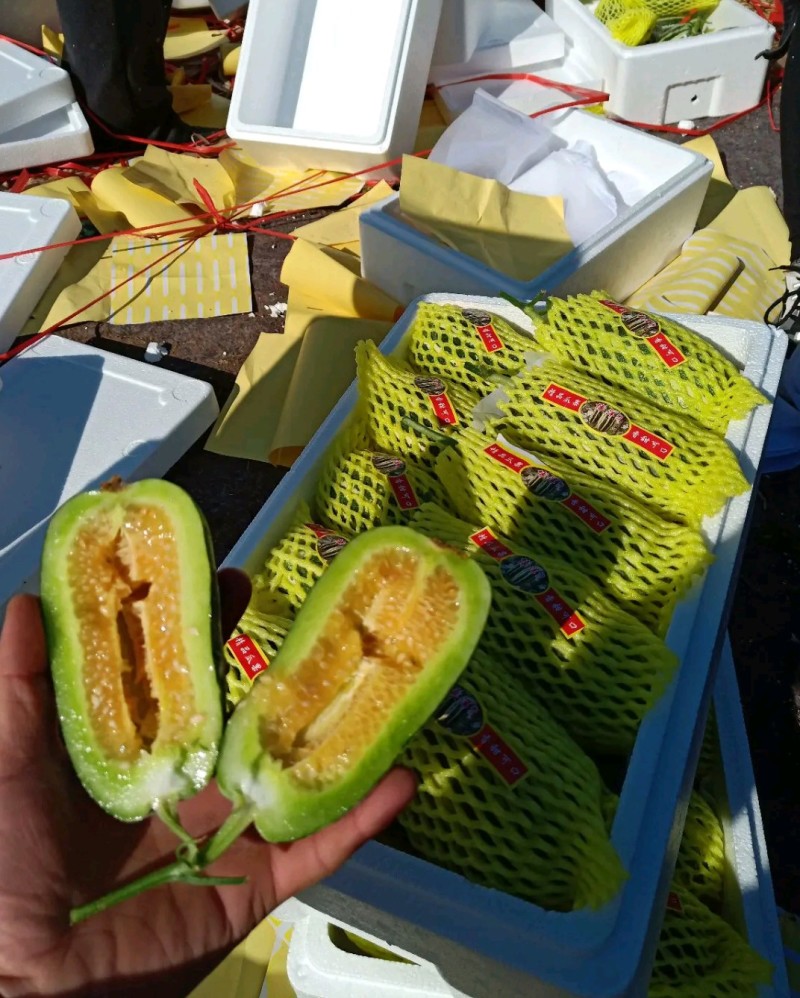 优质博洋六一甜瓜大量上市，品种齐全，货源充足