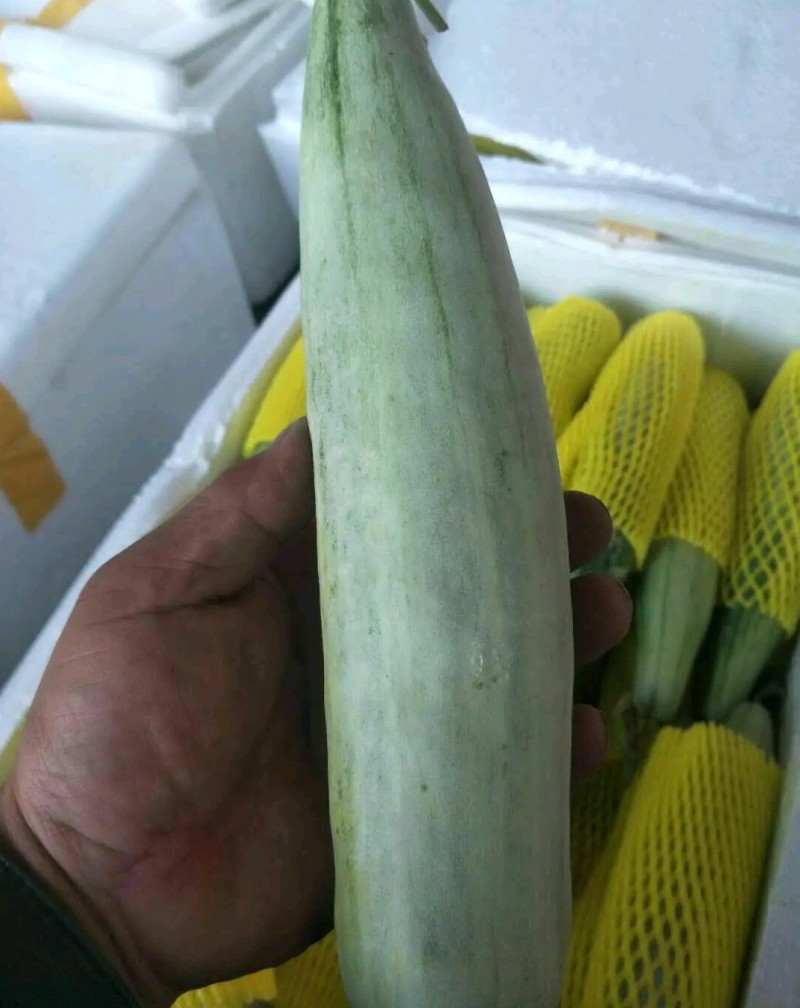 优质博洋六一甜瓜大量上市，品种齐全，货源充足