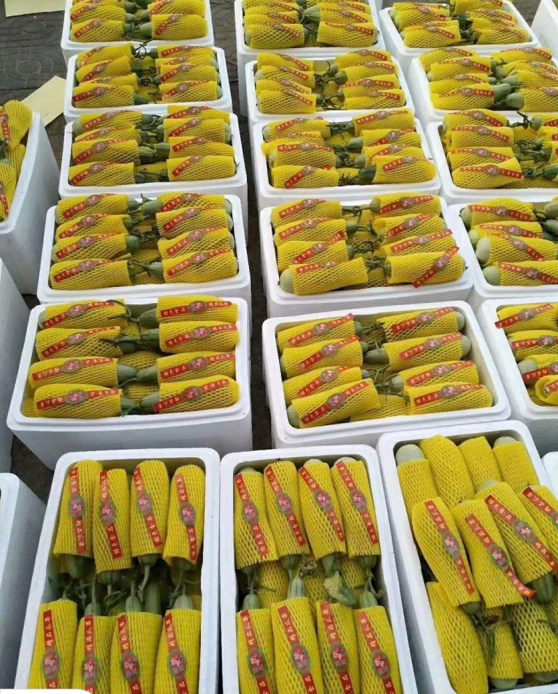 优质博洋六一甜瓜大量上市，品种齐全，货源充足