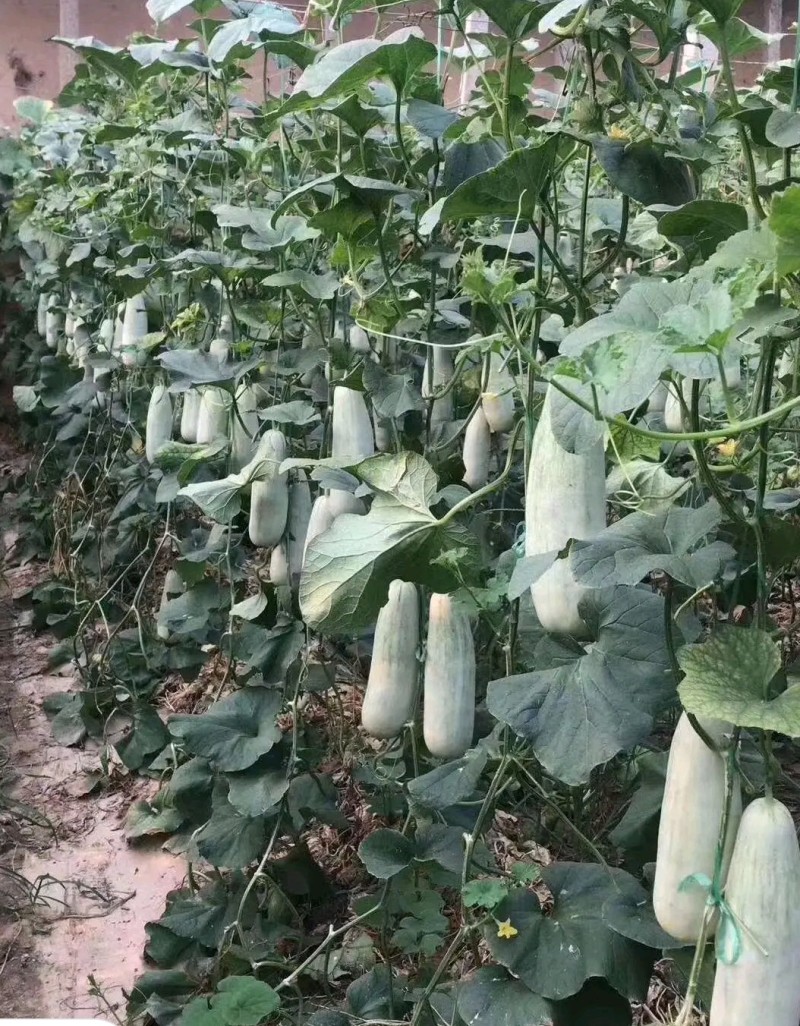 优质博洋六一甜瓜大量上市，品种齐全，货源充足