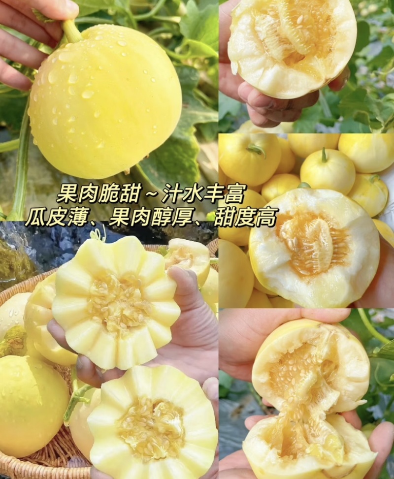 【星甜甜瓜】星甜20甜瓜新鲜上市口感香甜货源充足