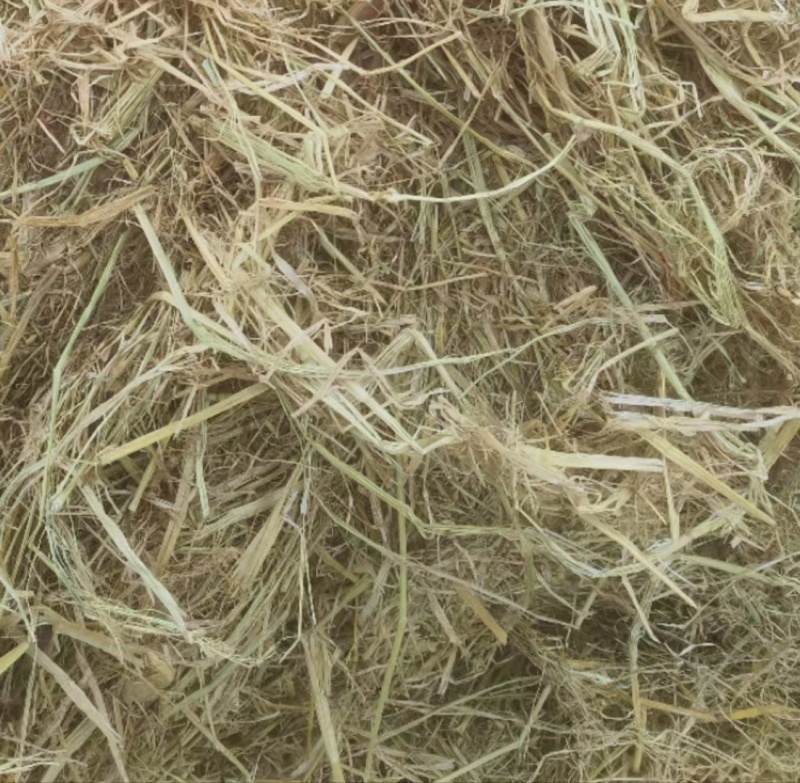 牛羊牧草