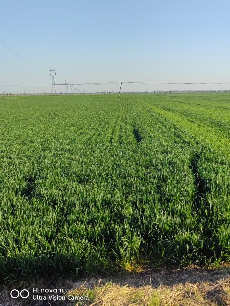 牛羊牧草
