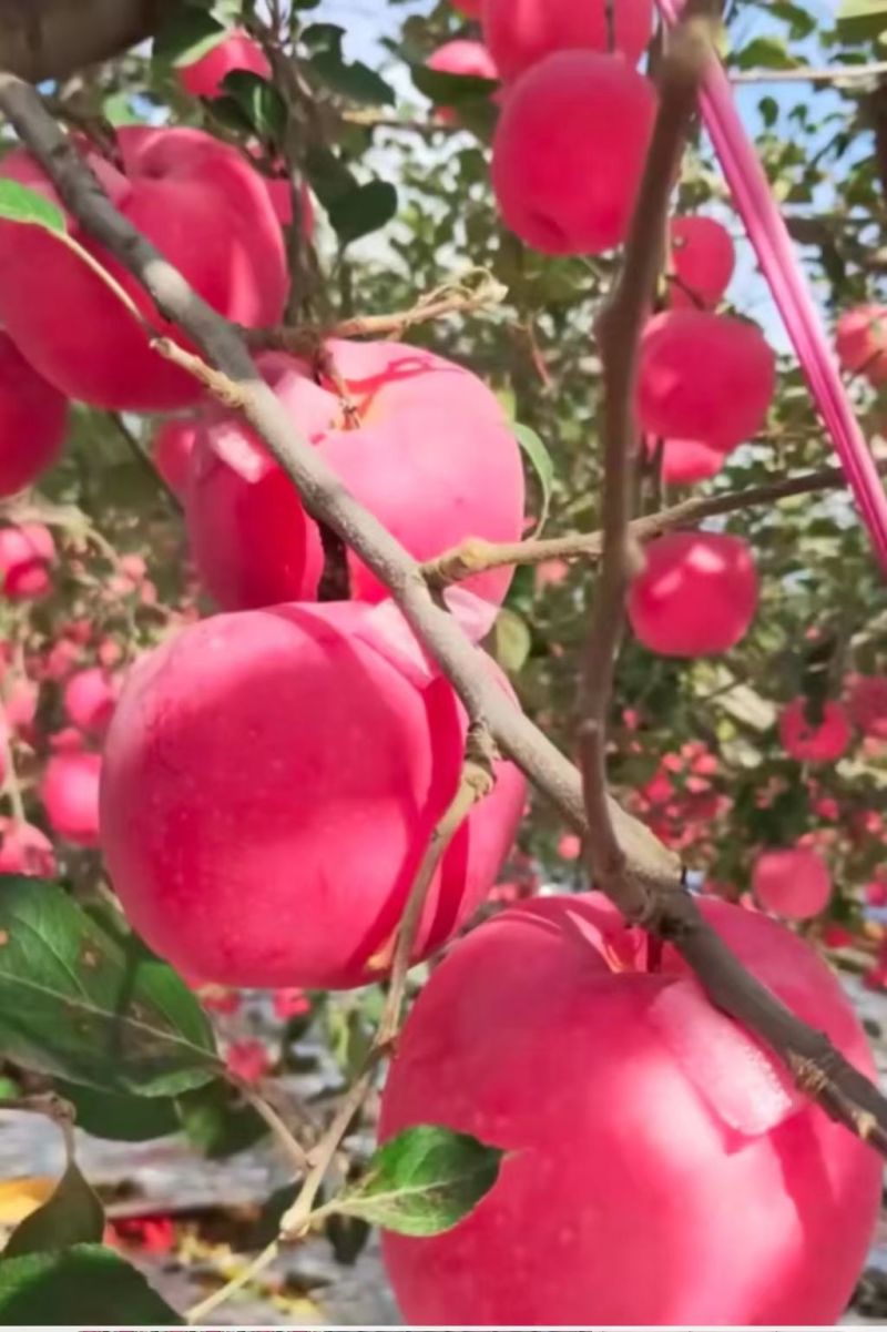 批发出售烟富系列嫁接苹果树苗规格全质量优
