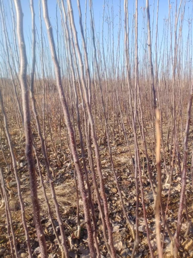 批发出售烟富系列嫁接苹果树苗规格全质量优