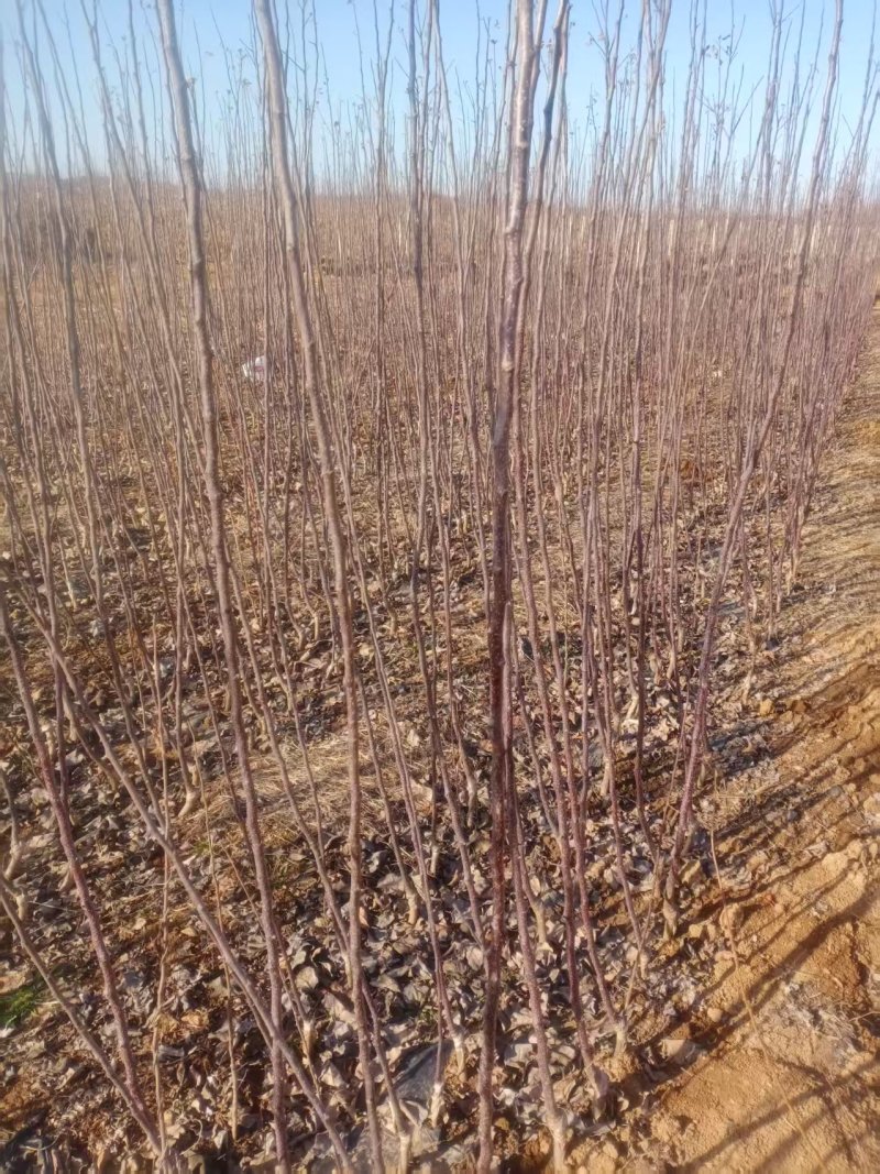 批发出售烟富系列嫁接苹果树苗规格全质量优