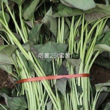 烟蜜薯苗