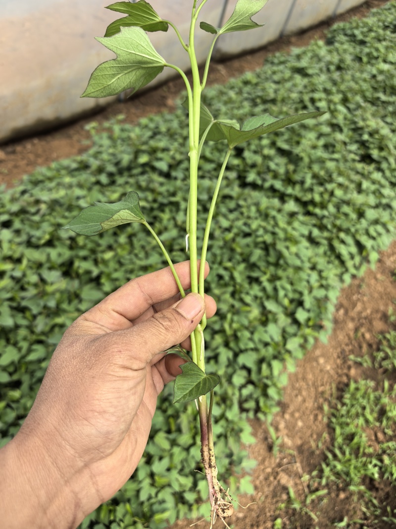 本地大量紫薯苗，龙九，西瓜红，济薯26上市质量好纯度高