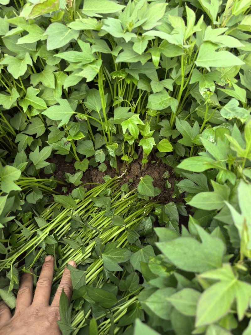本地大量紫薯苗，龙九，西瓜红，济薯26上市质量好纯度高