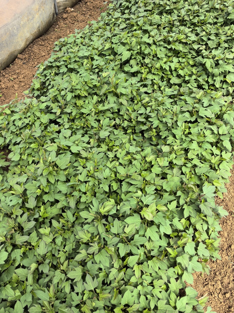 本地大量紫薯苗，龙九，西瓜红，济薯26上市质量好纯度高
