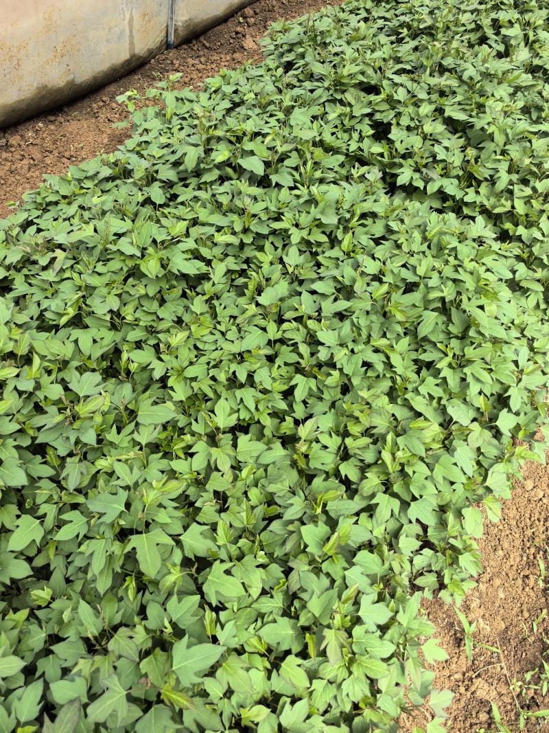 本地大量紫薯苗，龙九，西瓜红，济薯26上市质量好纯度高