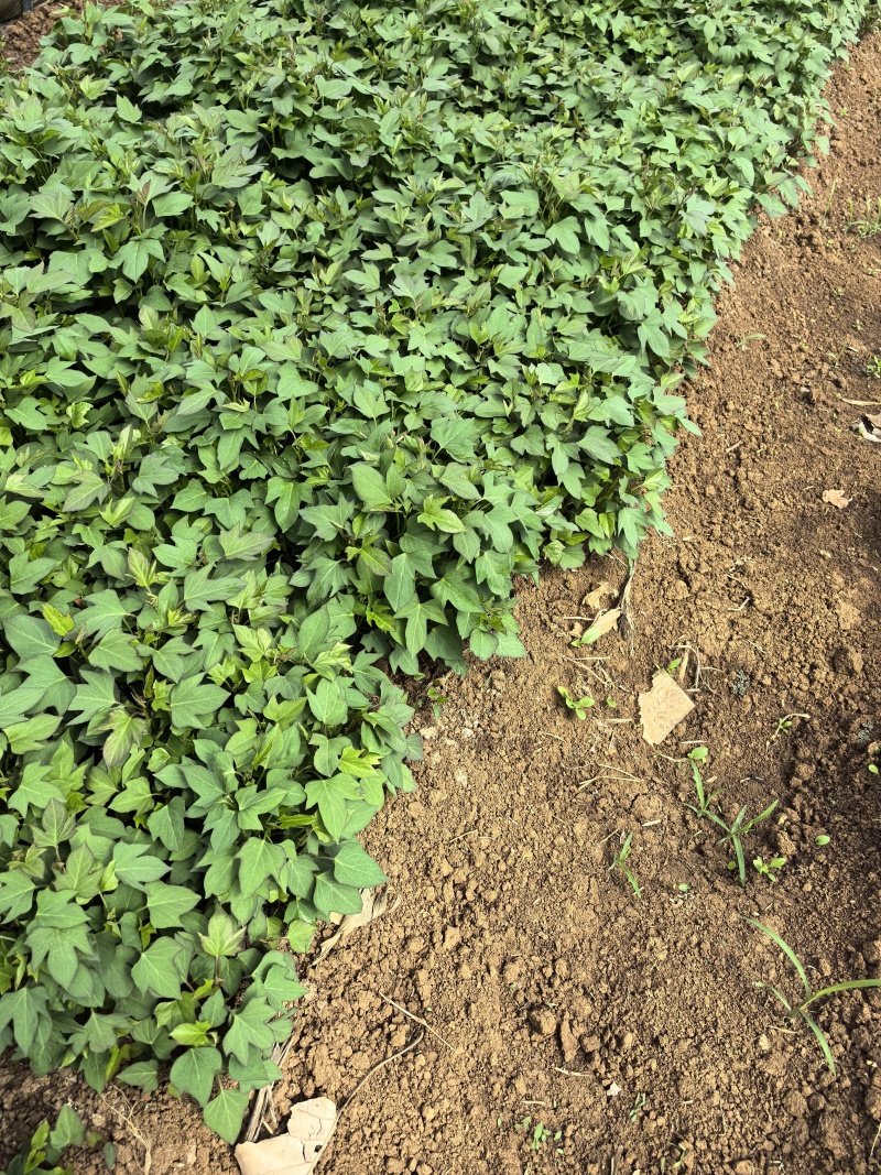 本地大量紫薯苗，龙九，西瓜红，济薯26上市质量好纯度高