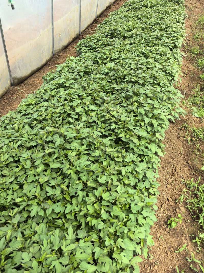 本地大量紫薯苗，龙九，西瓜红，济薯26上市质量好纯度高
