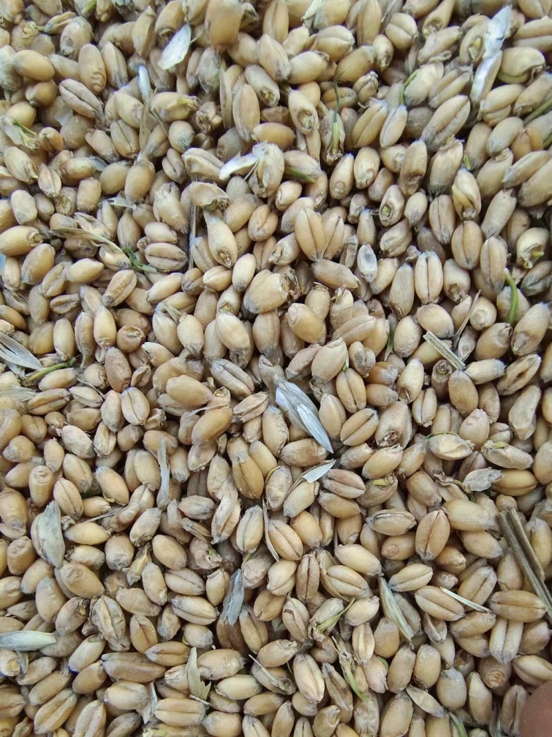 碎玉米小麦胚芽粉小麦酒糟豆粕常年出售各种私聊