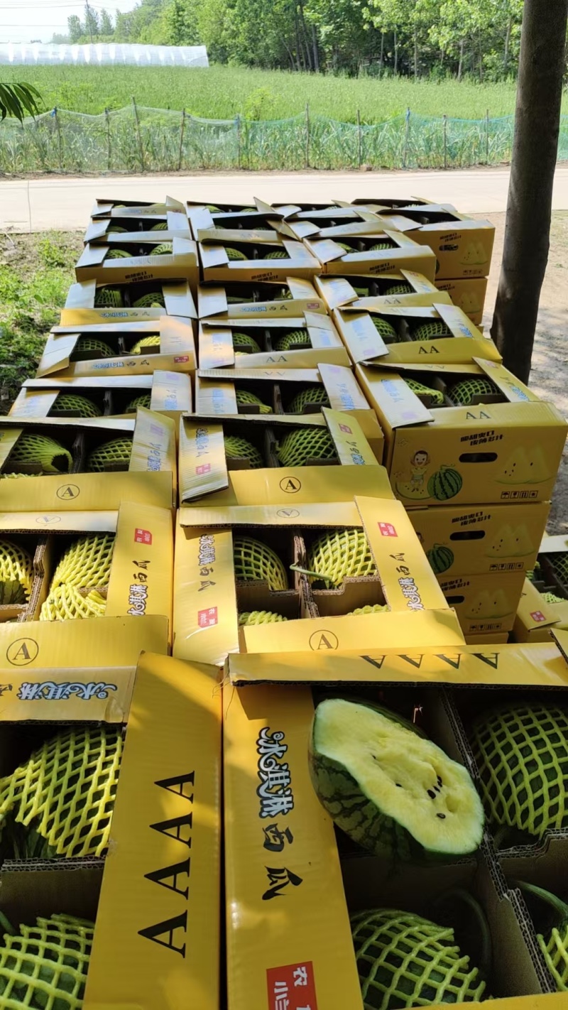 宿迁黄金特小凤西瓜种植基地直销一手货源无中间商欢迎实地考