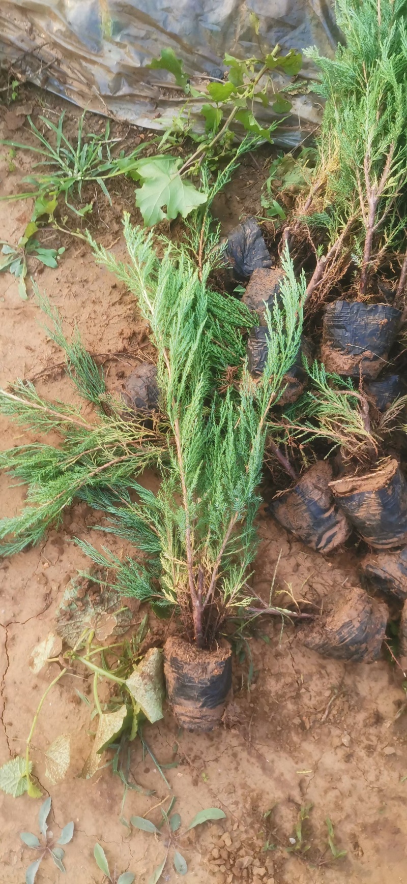 圆柏护坡专用营养杯沙地柏苗