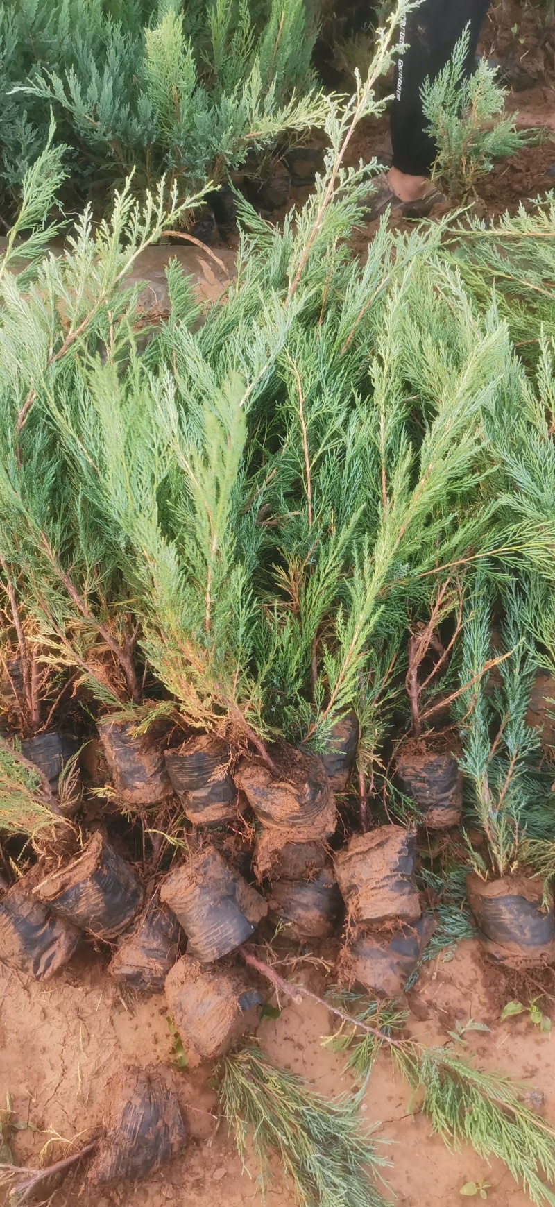 圆柏护坡专用营养杯沙地柏苗