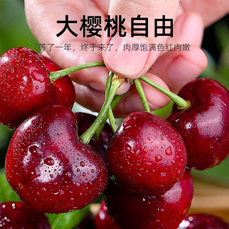 红灯樱桃大樱桃规格种类齐全产地发货诚信经营欢迎致电
