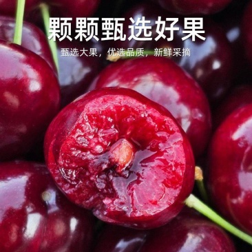 红灯樱桃大樱桃规格种类齐全产地发货诚信经营欢迎致电