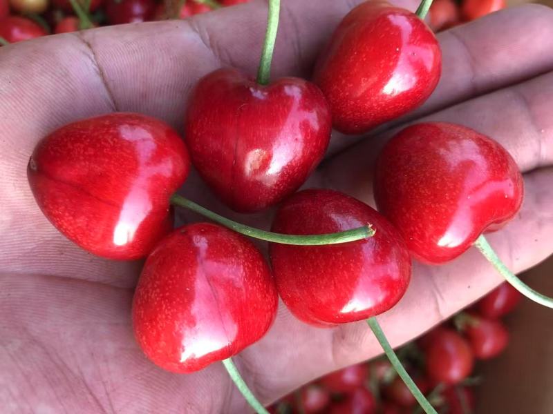 萨米脱樱桃颗颗饱满汁水充足大量供应对接全国欢迎致电