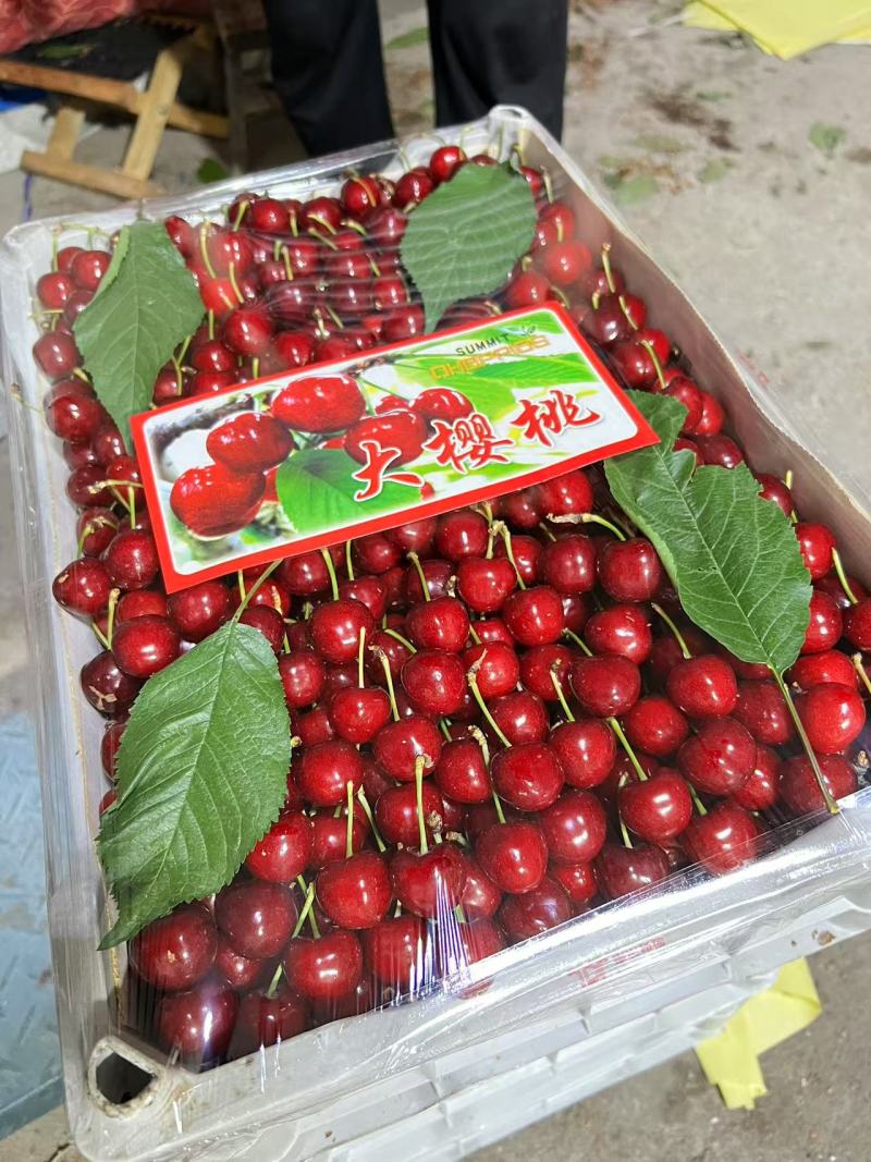 萨米脱樱桃颗颗饱满汁水充足大量供应对接全国欢迎致电
