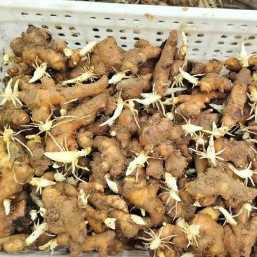 山东大量供应小黄姜种子货源充足，带芽直发，量大从优。