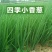 云南小香葱常年供应现挖现发品质保证产地直发