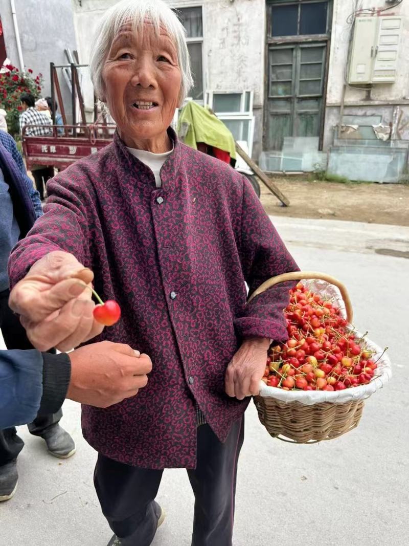 大黄樱桃货源稳定产地直发服务用心诚信经营真诚欢迎各地客商