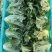 精品意大利，陆续涨价中，质量好！