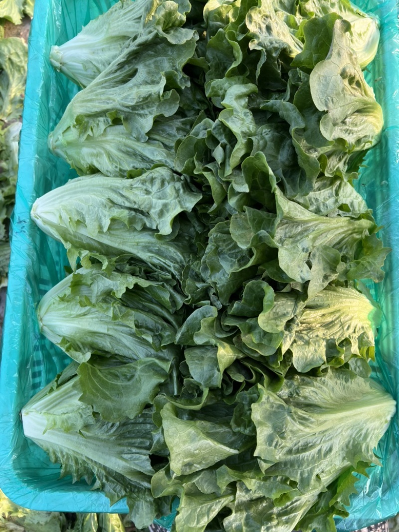 精品意大利，陆续涨价中，质量好！