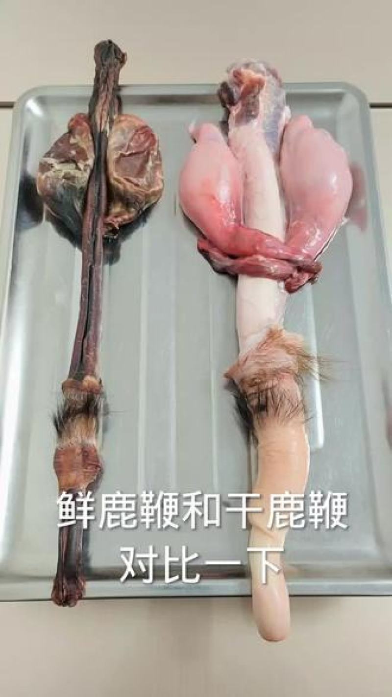 精品鹿鞭厂家直销保质保量价格优惠一手货源欢迎咨询