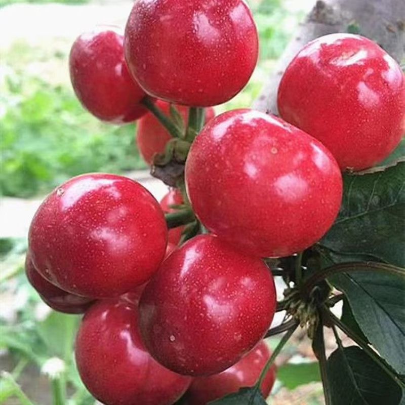 奇早樱桃货源稳定产地直发品质保证欢迎各地客商致电采购