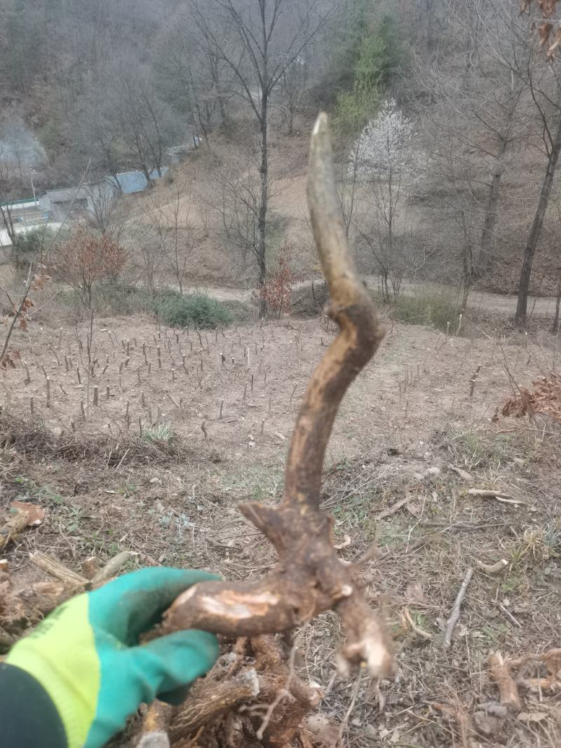 卫矛红灯笼鬼箭羽盆景素材绿植卫矛科鬼箭羽种苗盆景素材